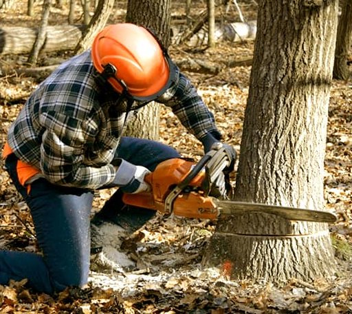Tree Removal in Peachtree City, GA